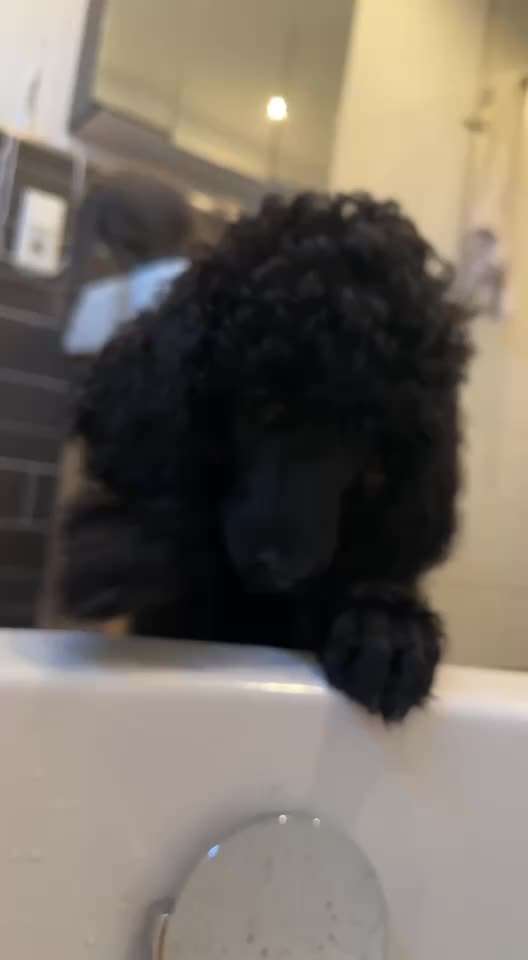 Alles rund um den Pudel-Beitrag-Bild