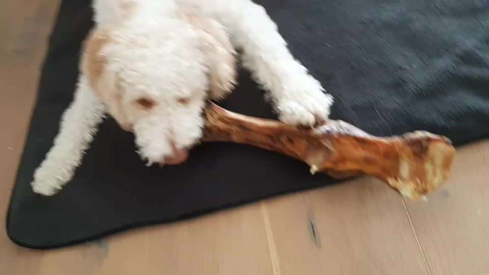 Hund schluckt Kauartikel im Ganzen runter-Beitrag-Bild