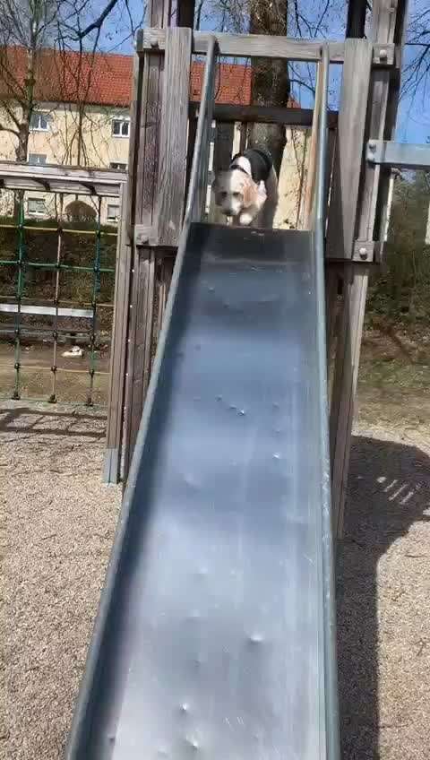 Unangeleinte Tut-Nixe und Hallo-Sager..-Beitrag-Bild