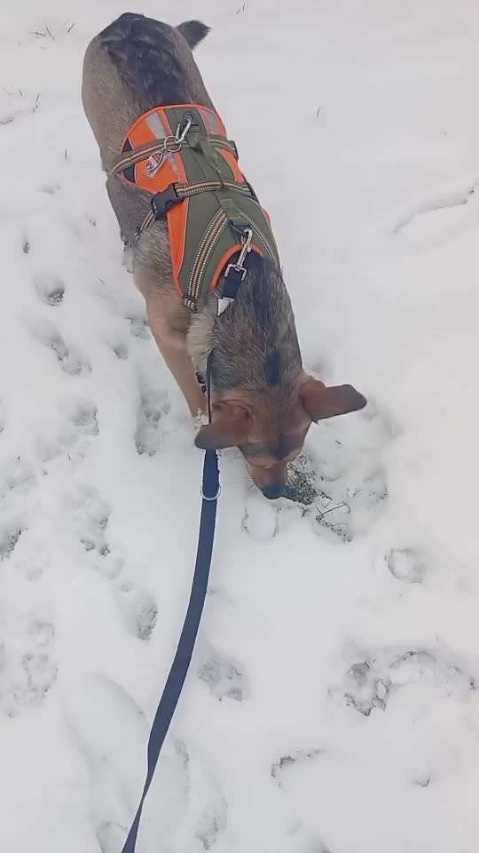 TierschutzhundeStammtisch🐕-Beitrag-Bild