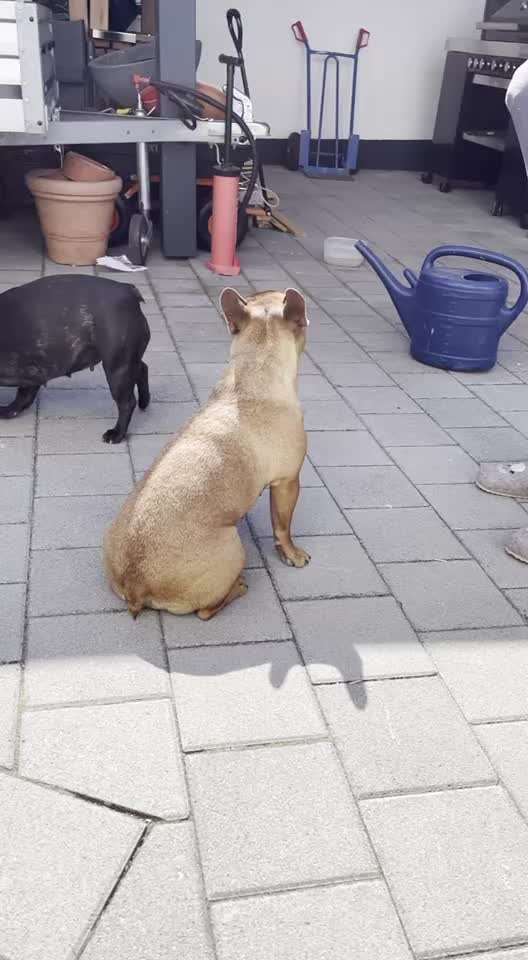 Französische Bulldoggen-Beitrag-Bild