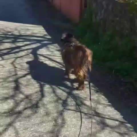 Tierschutzhunde suchen ein Zuhause-Beitrag-Bild