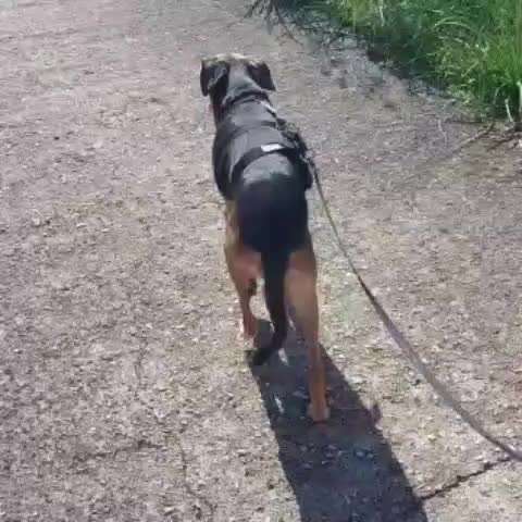 Tierschutzhunde suchen ein Zuhause-Beitrag-Bild