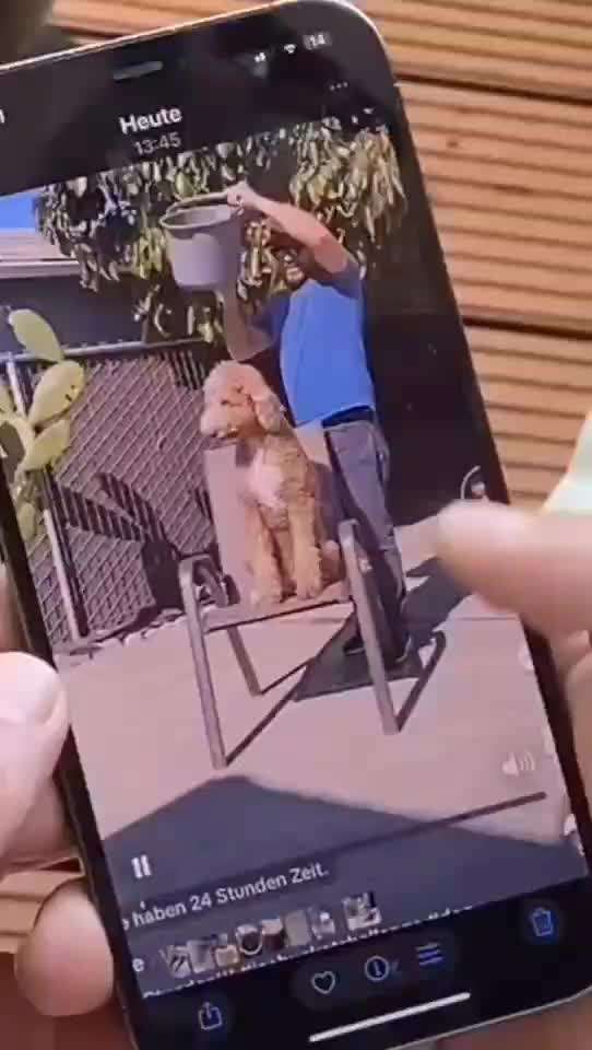 Ice-Bucket Challenge mit Hunden-Beitrag-Bild