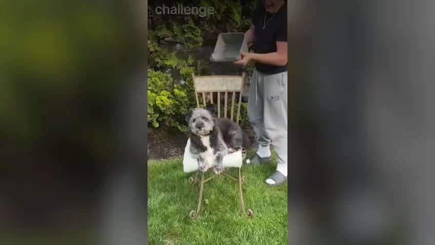 Ice-Bucket Challenge mit Hunden-Beitrag-Bild