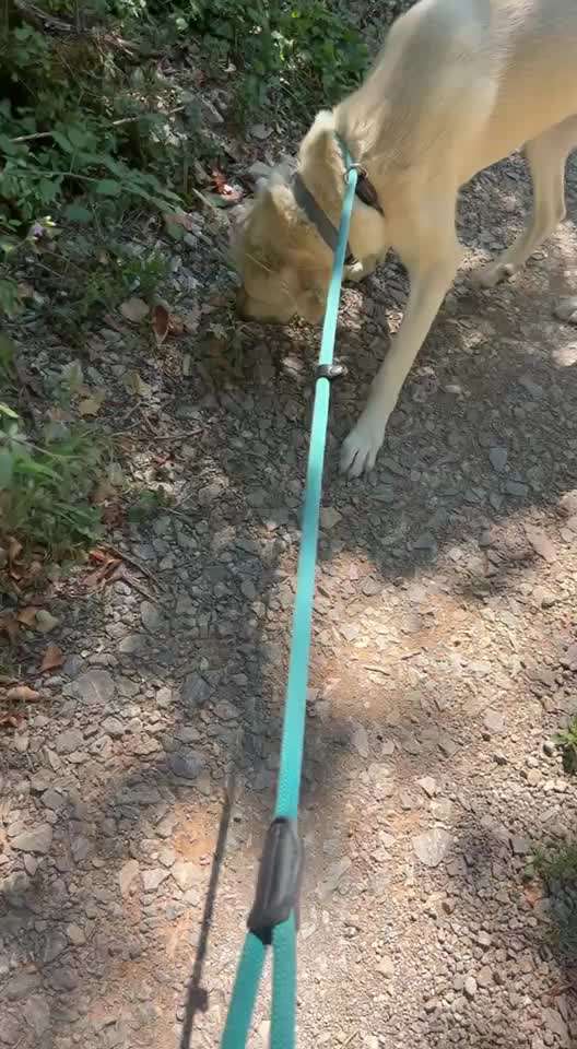 Normaler Gang oder vorprogrammierter Hüftschaden?-Beitrag-Bild