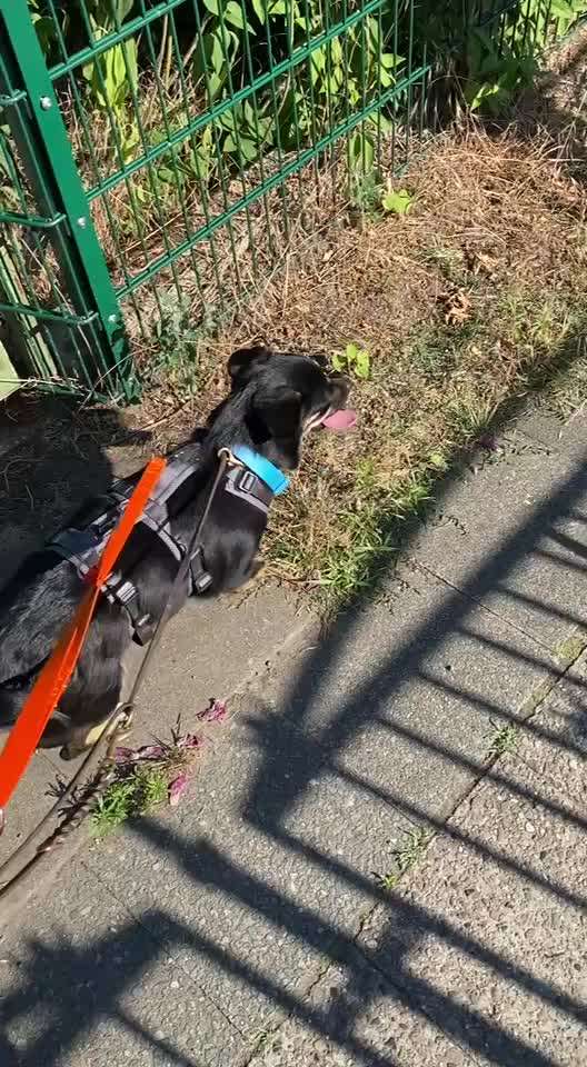 Welpe aus dem Tierschutz-Beitrag-Bild