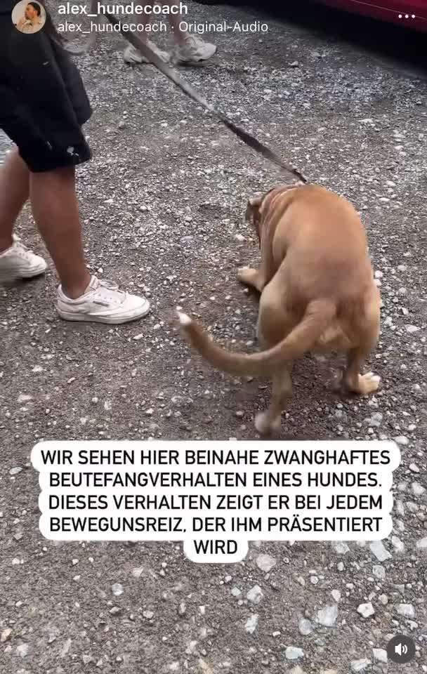 Hund schnappt nach Kind-Beitrag-Bild