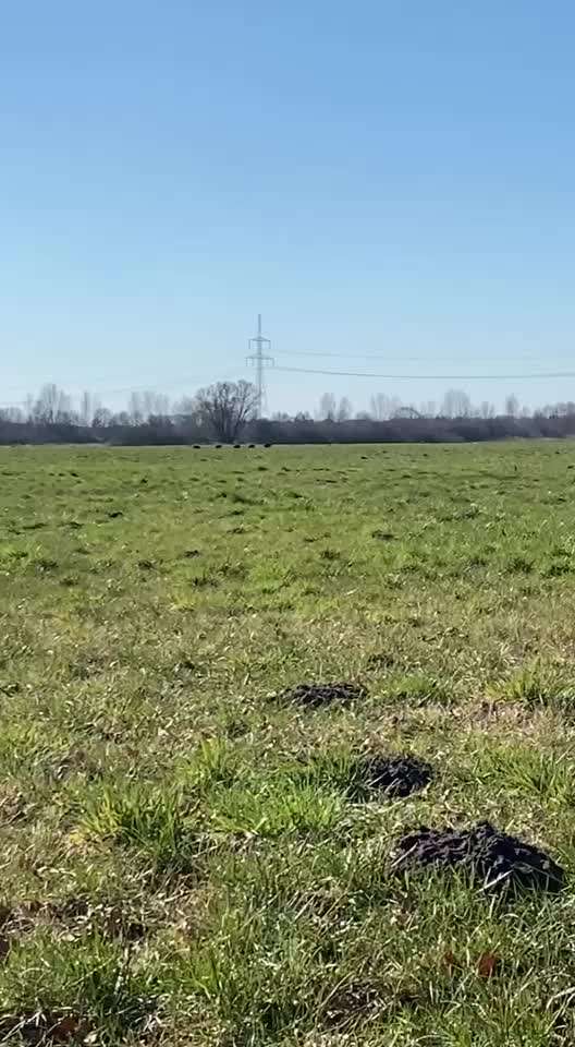 Wild & Hund- Was sollte ich beachten?-Beitrag-Bild