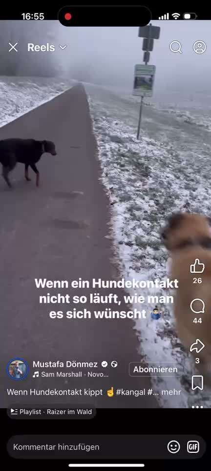 Gefährliche Hundebegegnungen-Beitrag-Bild