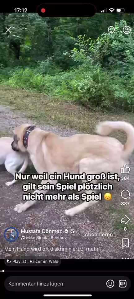 Gefährliche Hundebegegnungen-Beitrag-Bild
