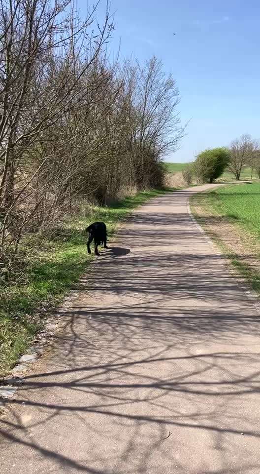 1,5 jährige Hündin zieht total an der Leine, wenn mehr als 2 Personen mit ihr laufen.-Beitrag-Bild