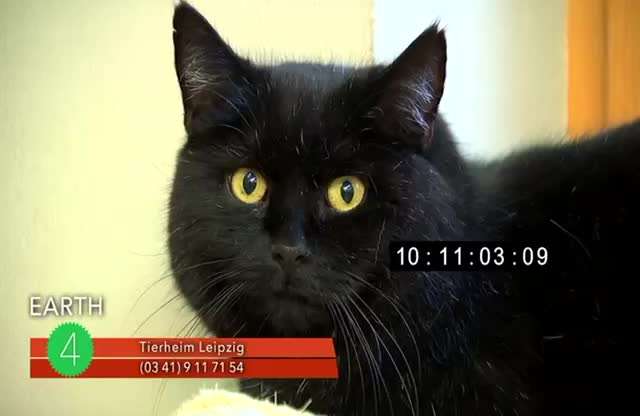 Immer mehr verhaltenauffällige Hunde-Beitrag-Bild