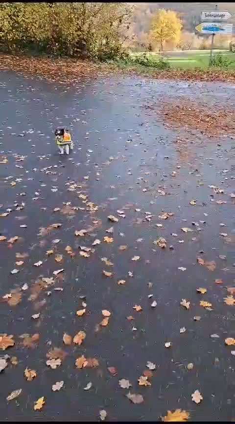 Kleine Hunde gefährdet durch Greifvögel etc?-Beitrag-Bild