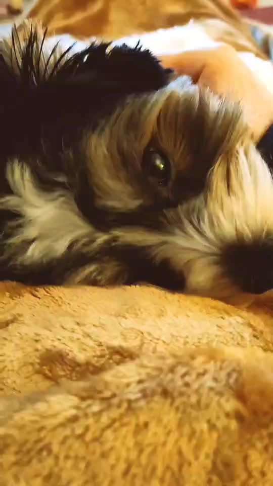 Vertrauen zwischen Hund und Halter-Beitrag-Bild