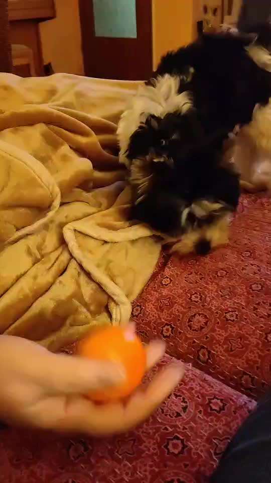 Biewer Yorkshire Terrier-Beitrag-Bild