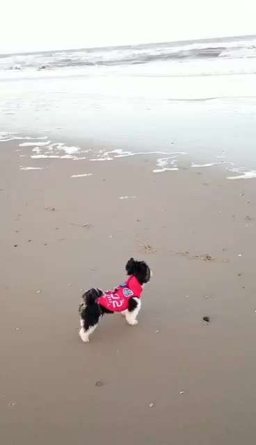 Biewer Yorkshire Terrier-Beitrag-Bild