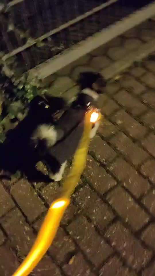 Beleuchtung beim Gassigang-Beitrag-Bild