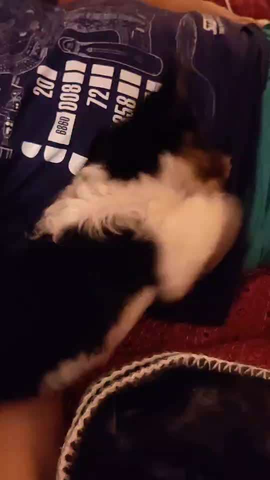 Was haben eure Hunde schon gefressen oder zerstört ?-Beitrag-Bild