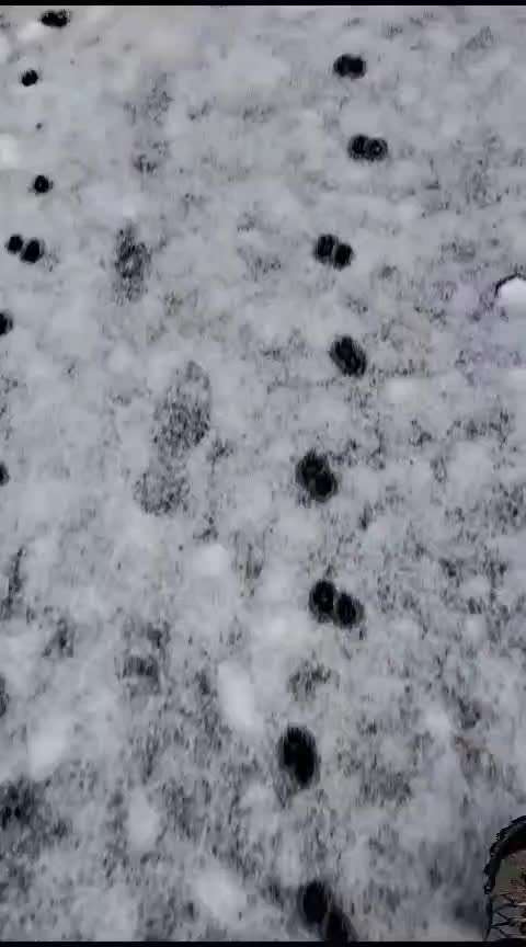 Unterschiedliche Gangbilder-Beitrag-Bild