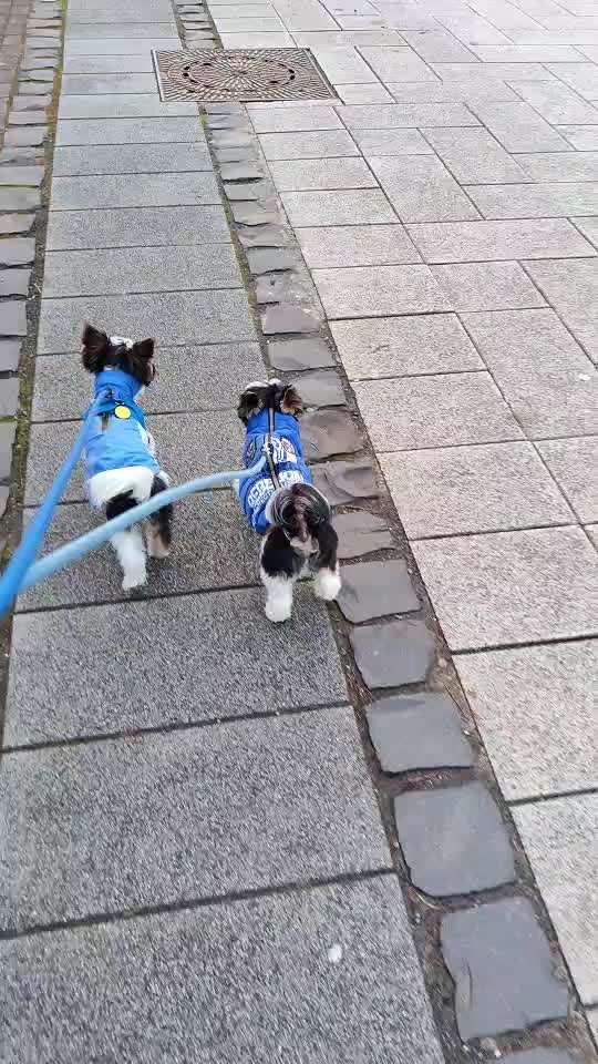 Unterschiedliche Gangbilder-Beitrag-Bild