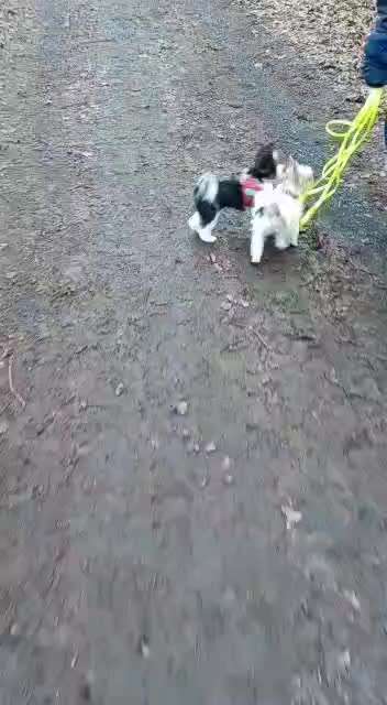 Hund knurrt neuerdings bei Geräuschen-Beitrag-Bild