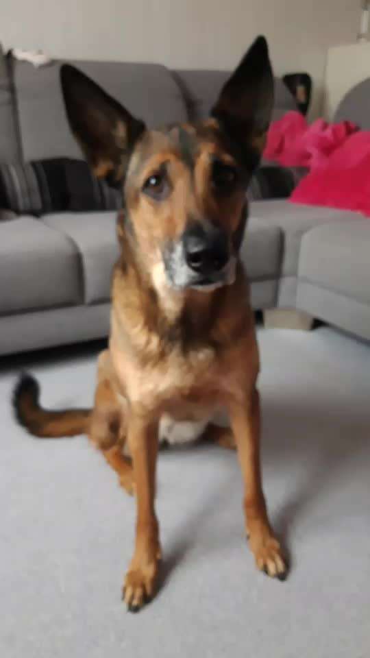 Trickdogging-Beitrag-Bild