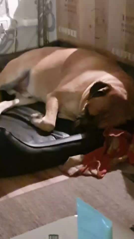 Welpe im Schlaf zuckt-Beitrag-Bild