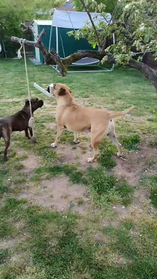 Nasenarbeit / Schnüffelspiele-Beitrag-Bild