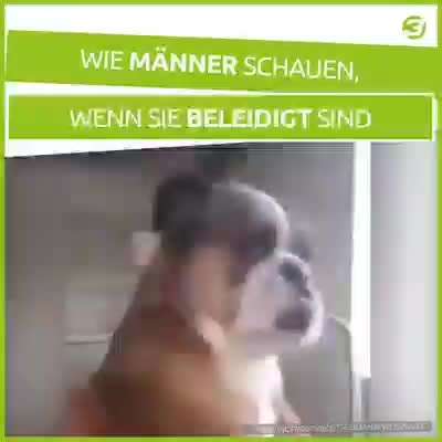 Hunde Memes-Beitrag-Bild