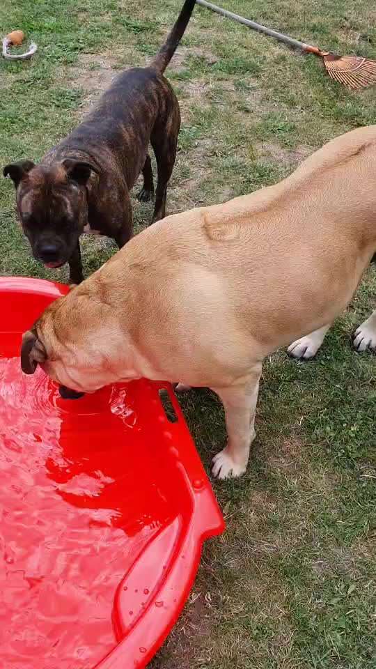 Schwimmen-Beitrag-Bild