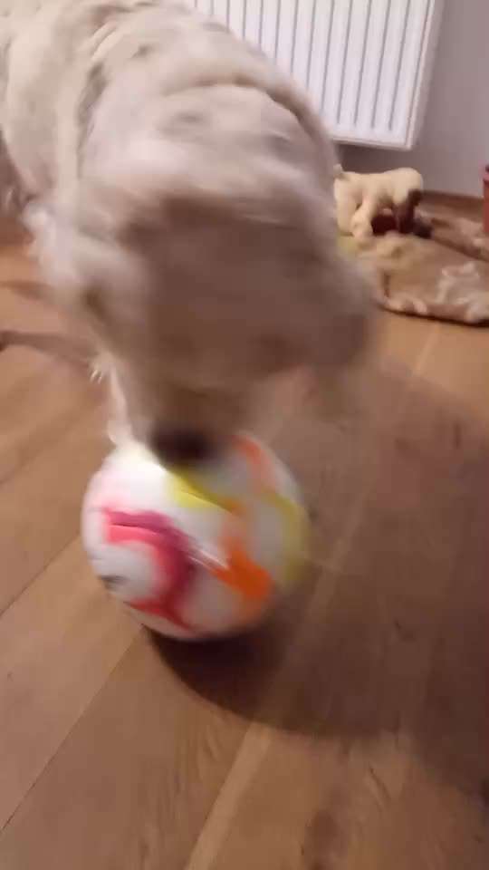 Handy Video Challenge Nr.36 Indoorbespaßung-Beitrag-Bild