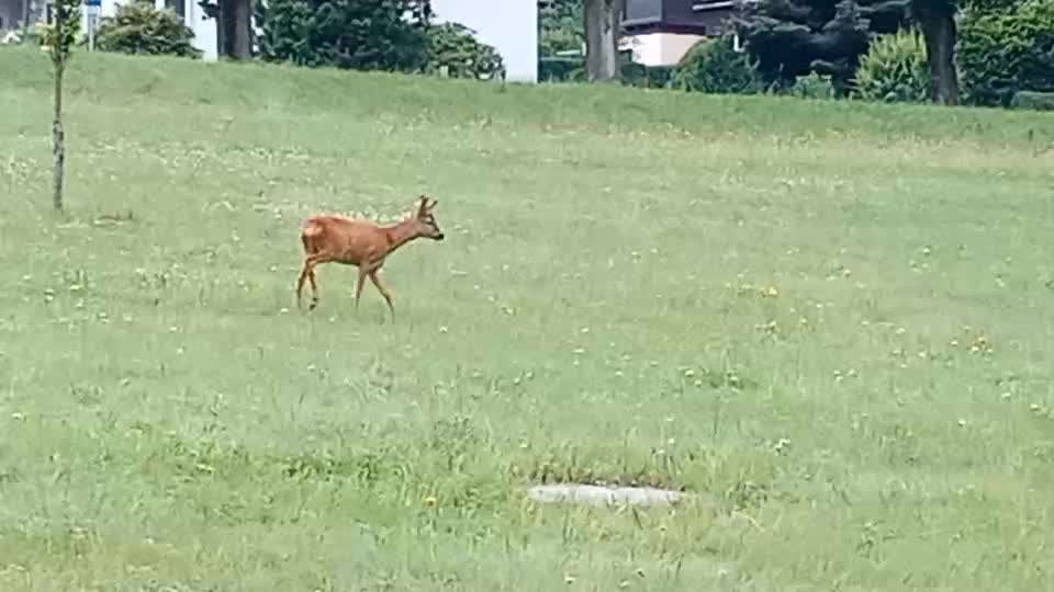 Handy Video Challenge Nr.25 ,,Wildbegegnungen"-Beitrag-Bild