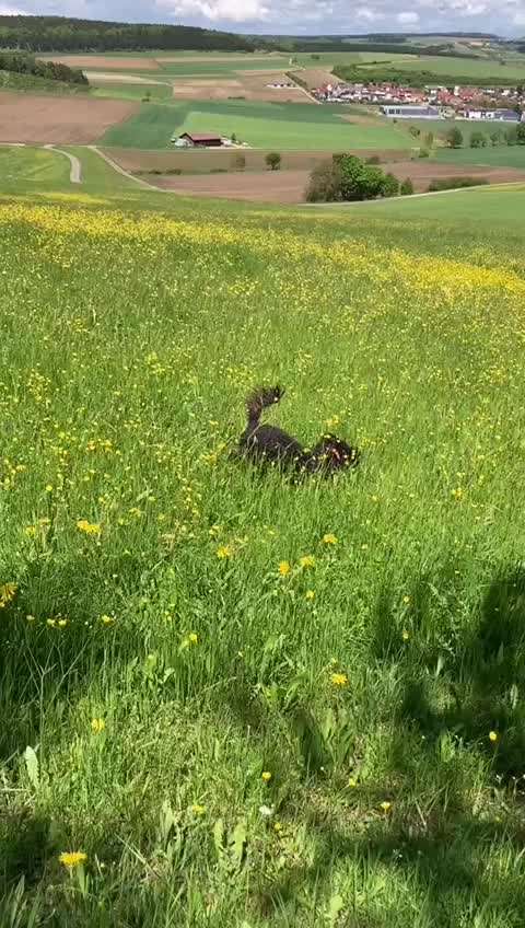 Zeigt hier Euer liebstes Video Eurer Hunde-Beitrag-Bild