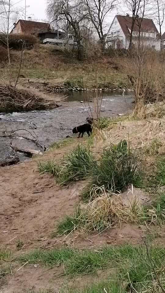 Zeigt hier Euer liebstes Video Eurer Hunde-Beitrag-Bild