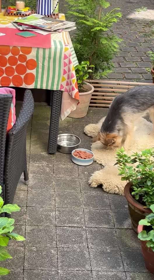 verhalten beim futternapf-Beitrag-Bild