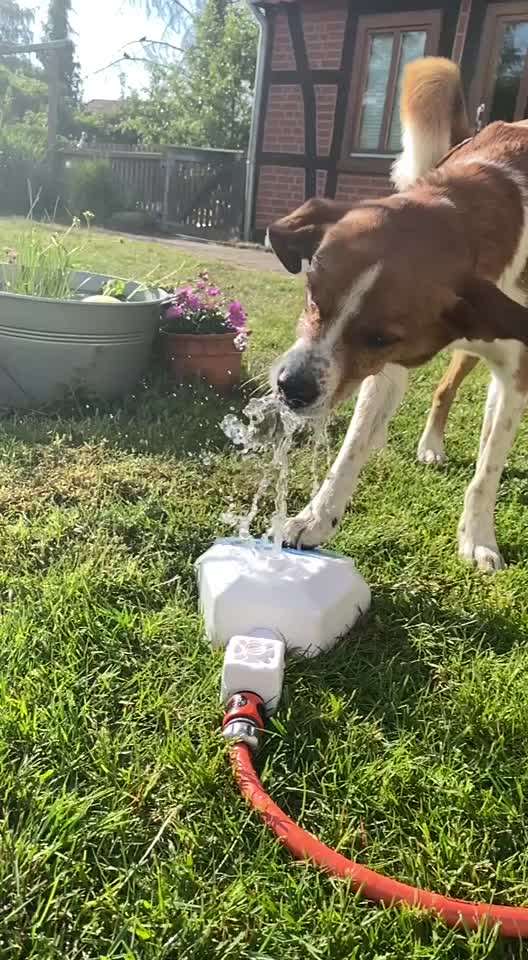 Appenzeller Sennenhunde-Beitrag-Bild