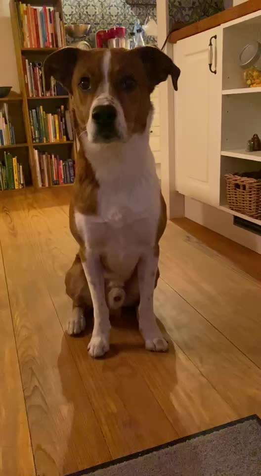 Appenzeller Sennenhunde-Beitrag-Bild