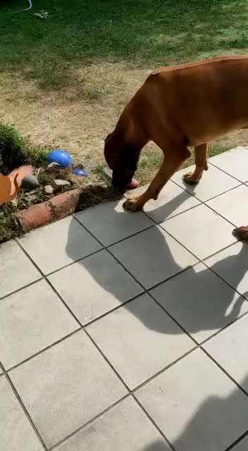 Rhodesian Ridgeback-Beitrag-Bild