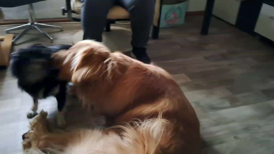 Handyvideochallenge Nr. 26 Gross und Klein-Beitrag-Bild