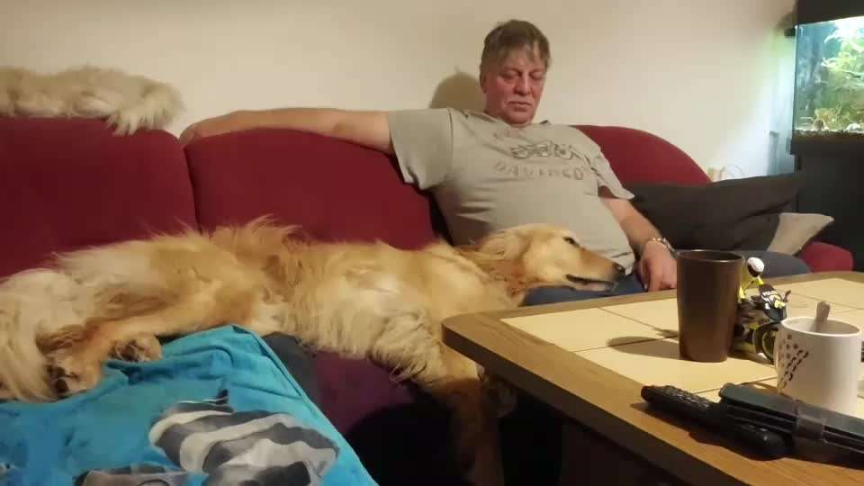 Zeigt her; eure "zu gross geratenen Schosshunde"-Beitrag-Bild