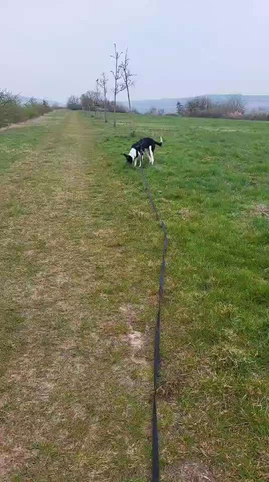 Podenco Training/ Rückruf-Beitrag-Bild