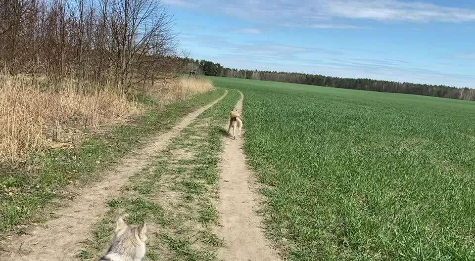 Wie "jung" haben sich eure Hunde gehalten ?-Beitrag-Bild