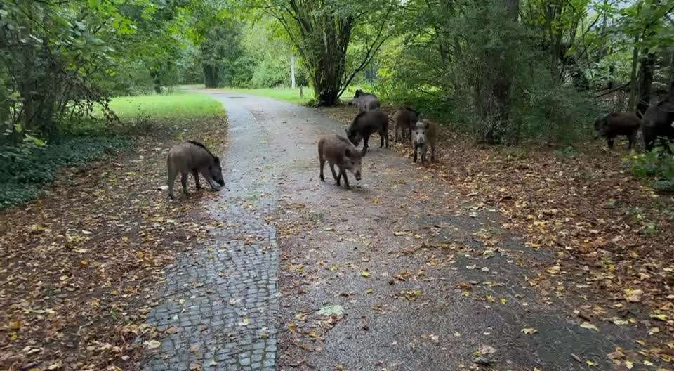 Wildschweine am/ auf dem Keilberg/ Keilstein in Regensburg-Beitrag-Bild