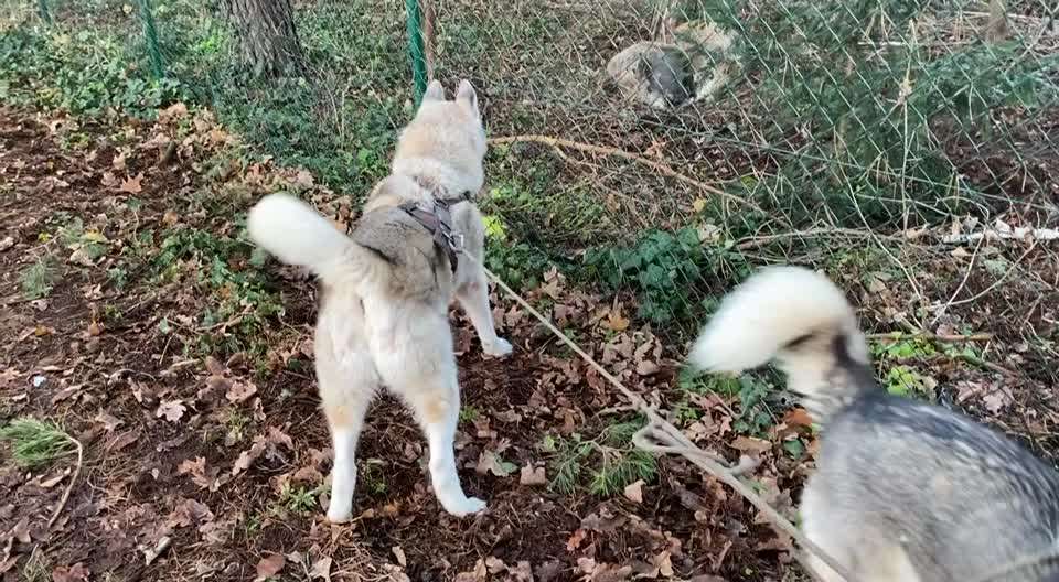 Wildschweine am/ auf dem Keilberg/ Keilstein in Regensburg-Beitrag-Bild