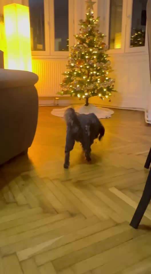 Hundekleidung - Top oder Flop-Beitrag-Bild