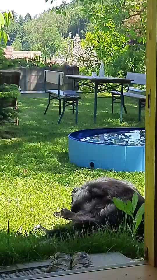 Altdeutsche Hütehunde-Beitrag-Bild