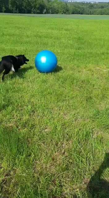 Altdeutsche Hütehunde-Beitrag-Bild