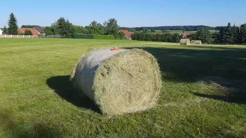 Altdeutsche Hütehunde-Beitrag-Bild