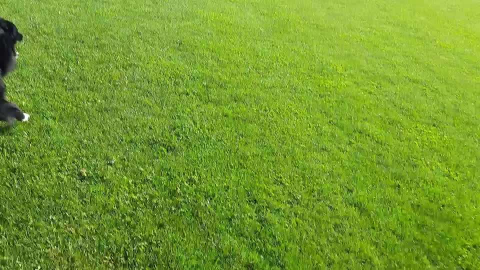 Altdeutsche Hütehunde-Beitrag-Bild